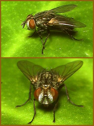 Réf. 59 686 : Phryxe sp.