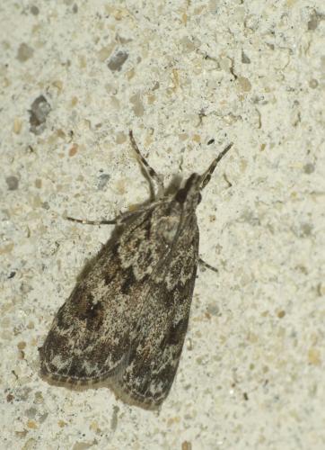 Réf. 59 512 : Scoparia basistrigalis
