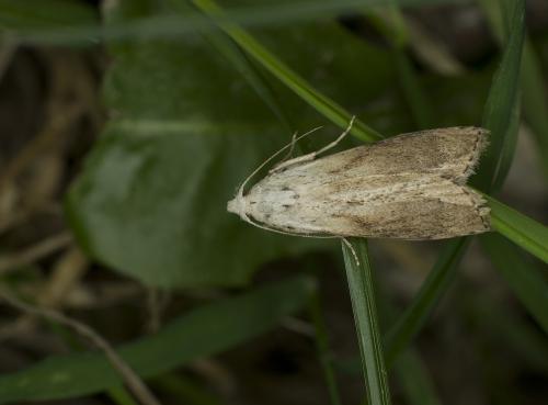 Aphomia sociella