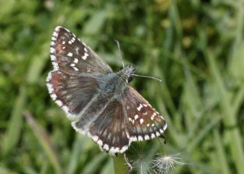 Pyrgus sp.