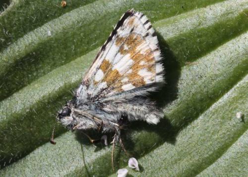 Pyrgus sp.