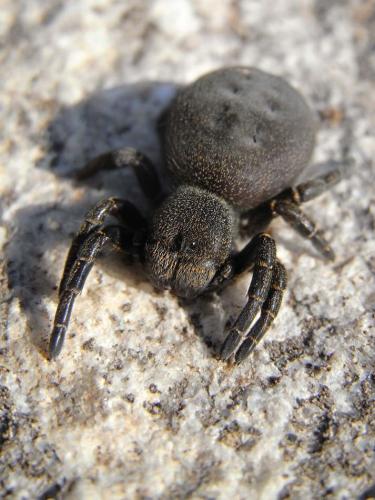 Eresus kollari