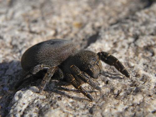 Eresus kollari