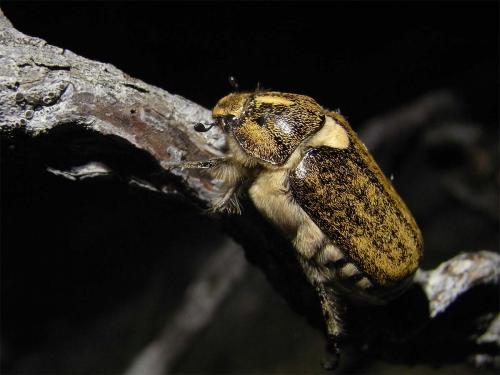 Anoxia scutellaris