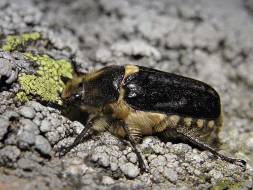 Réf. 59 346 : Anoxia sp.