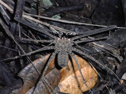 Heterophrynus sp.