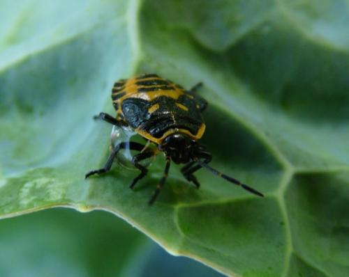 Eurydema ventralis