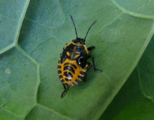 Eurydema ventralis