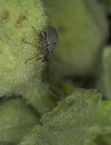 Rhopalapion longirostre