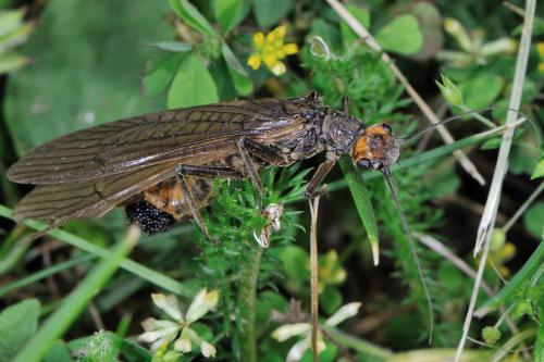 Dinocras cephalotes