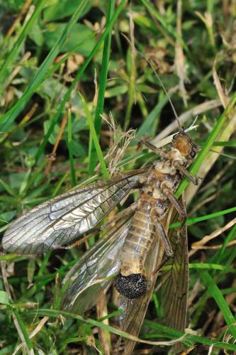 Dinocras cephalotes