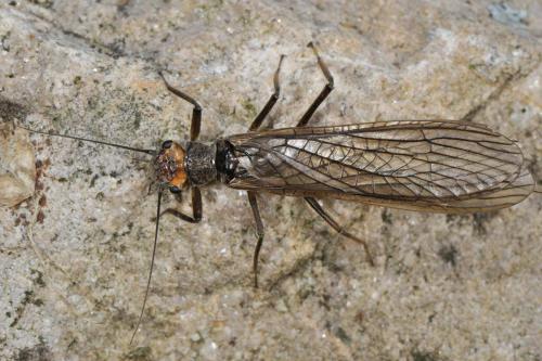 Réf. 59 435 : Dinocras cephalotes
