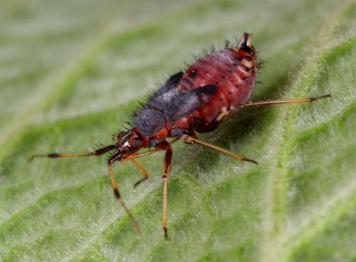 Réf. 59 081 : Deraeocoris ruber