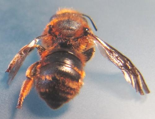Osmia rufohirta