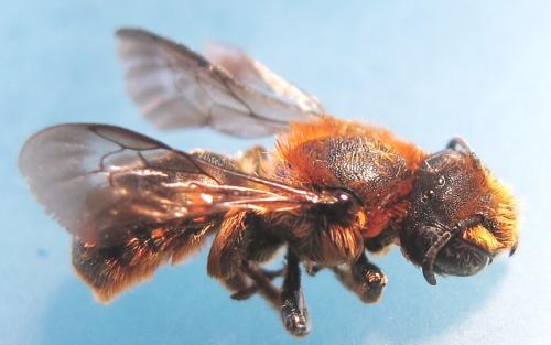 Osmia rufohirta