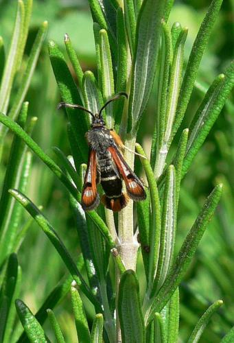 Pyropteron chrysidiformis