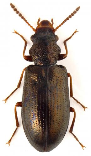 Réf. 59 718 : Rabocerus foveolatus