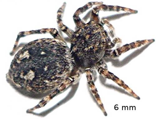 Réf. 59 282 : Attulus pubescens