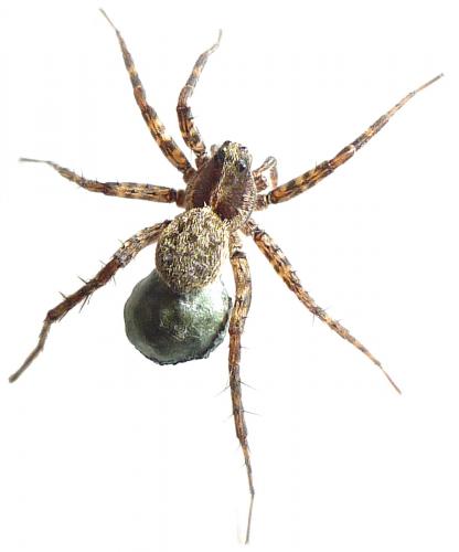 Pardosa sp.