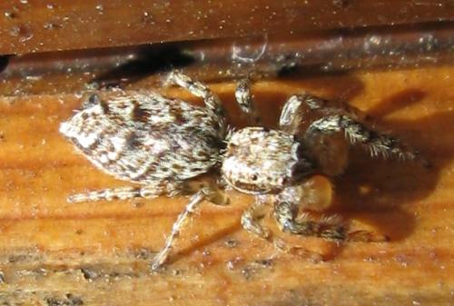Marpissa muscosa