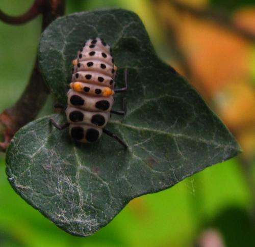 Myzia oblongoguttata