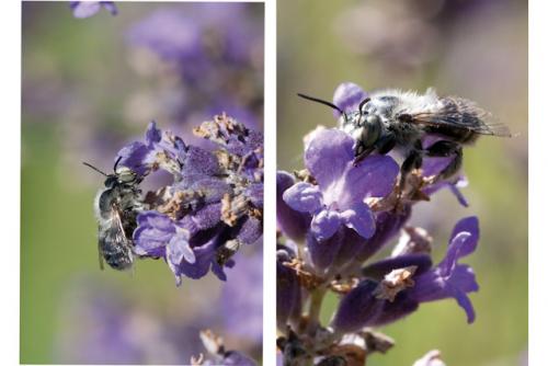 Anthophora quadrimaculata