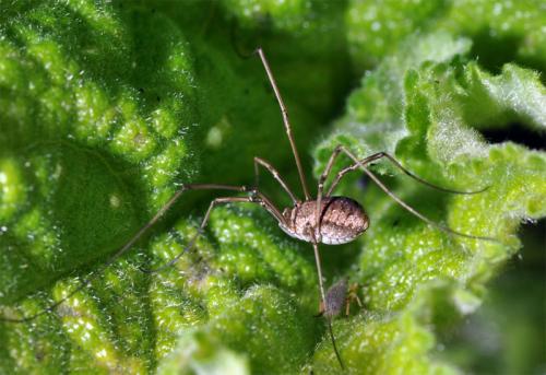 Phalangium opilio