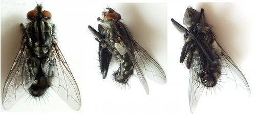 Sarcophaga sp.