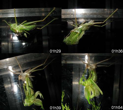 Réf. 59 275 : Tettigonia viridissima