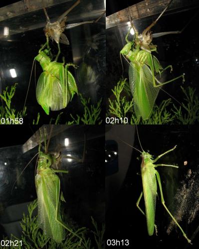 Tettigonia viridissima