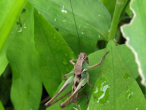 Réf. 59 412 : Tettigoniinae inconnu