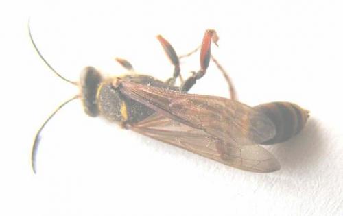 Sceliphron curvatum