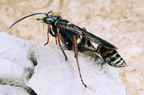 Sceliphron curvatum