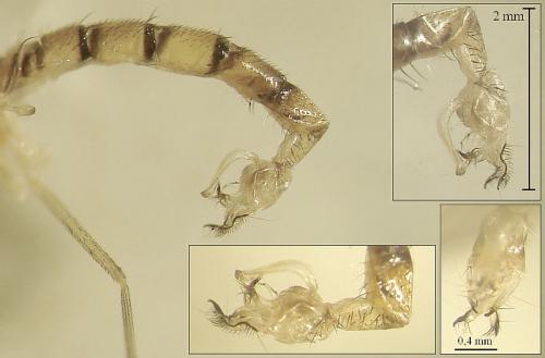 Sciapus sp.