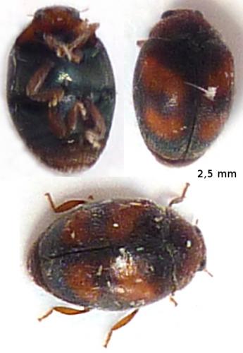 Scymnus subvillosus