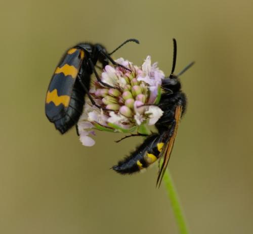Scolia fuciformis