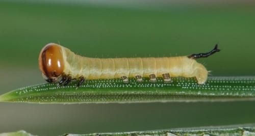Réf. 59 708 : Sphinx pinastri