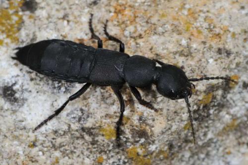 Réf. 59 768 : Ocypus olens