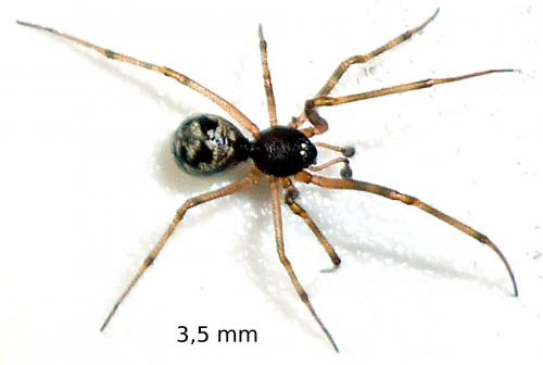Réf. 59 534 : Steatoda triangulosa