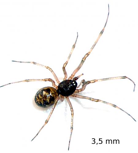Steatoda triangulosa