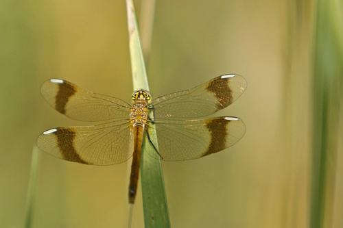 Réf. 59 828 : Sympetrum pedemontanum