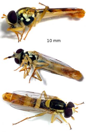 Sphaerophoria scripta
