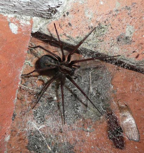Tegenaria sp.