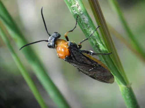 Dolerus sp.