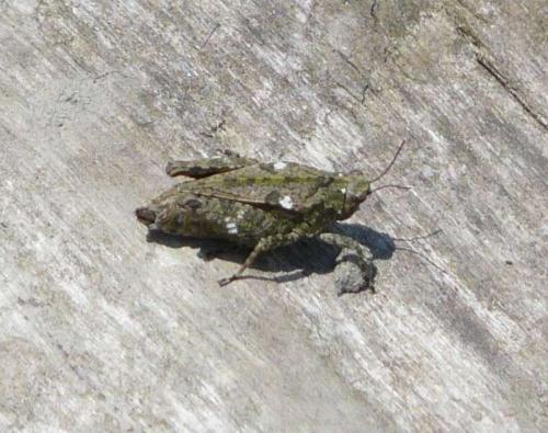 Tetrix sp.