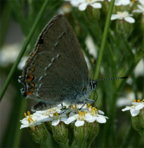 Réf. 59 950 : Satyrium acaciae