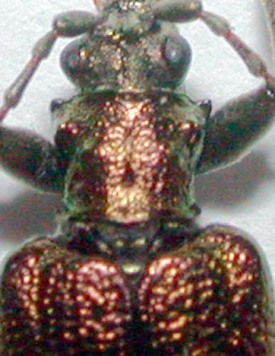 Réf. 59 798 : Donacia reticulata