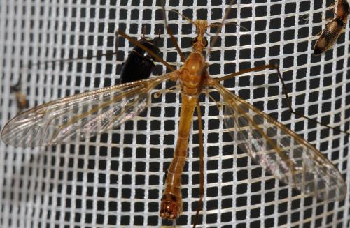 Réf. 59 241 : Tipula lunata