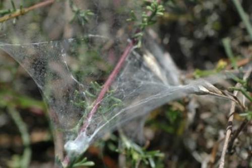 Pellenes nigrociliatus