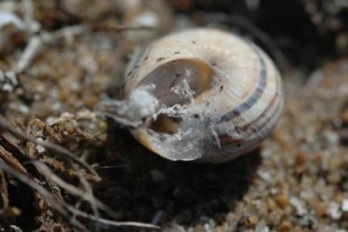 Pellenes nigrociliatus